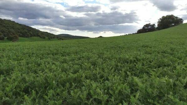 dia-mundial-legumbres|dia-mundial-legumbres|beneficios-legumbres